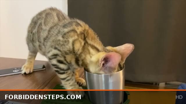 Step-Sis Prank: Kitty Drinks Your Load